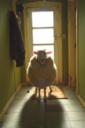 Immagine tratta dal film BLACK SHEEP - PECORE ASSASSINE